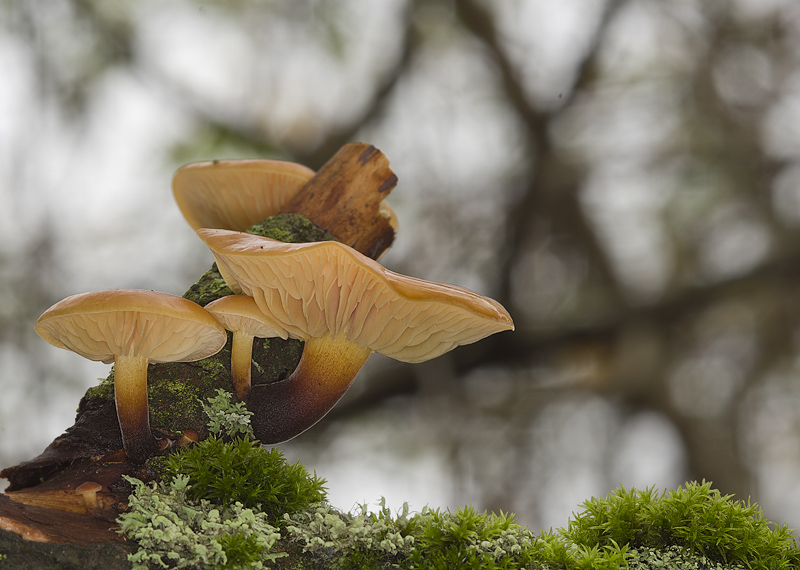 Flammulina velutipes